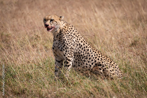 Cheetah sits in grass with bloody mouth