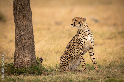 Cheetah sits looking past tree on grass