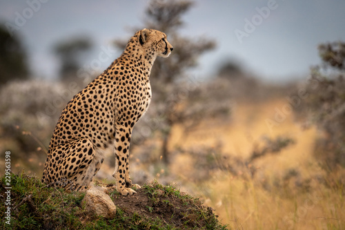 Cheetah sits on grassy mound in profile