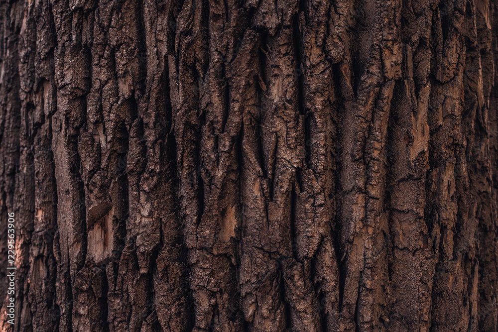 Ttree bark texture. Wooden background for web page fill or graphic design. Ttree bark texture. Wooden background for web page fill or graphic design.