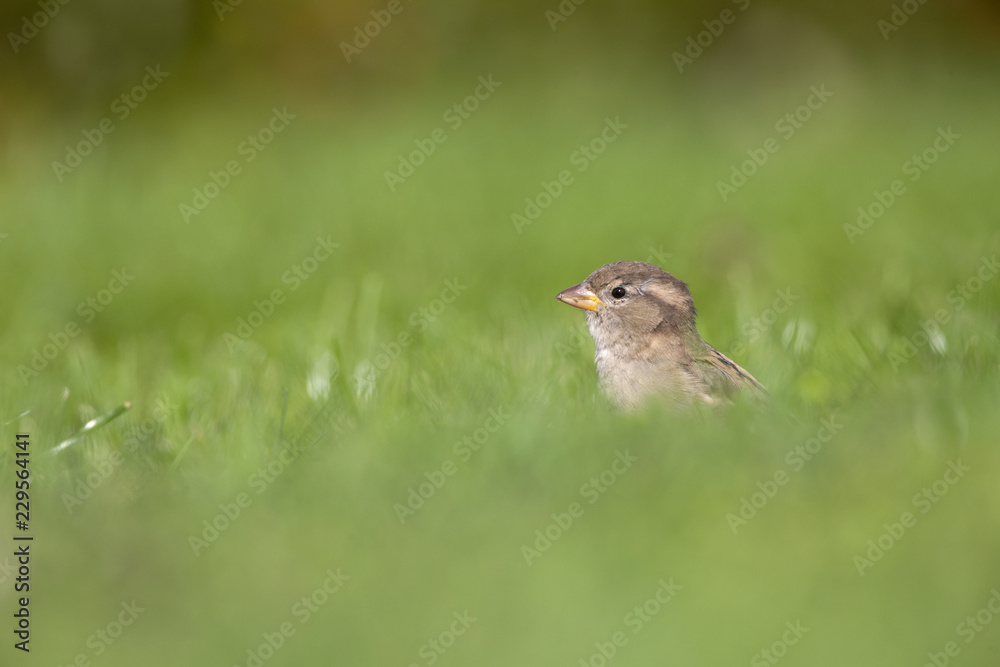 A female House sparrow (Passer domesticus) foraging in the grass in a garden on Helgoland. with in the fore and background green grass and flowers. A female House sparrow (Passer domesticus) foraging in the grass in a garden on Helgoland. with in the fore and background green grass and flowers.