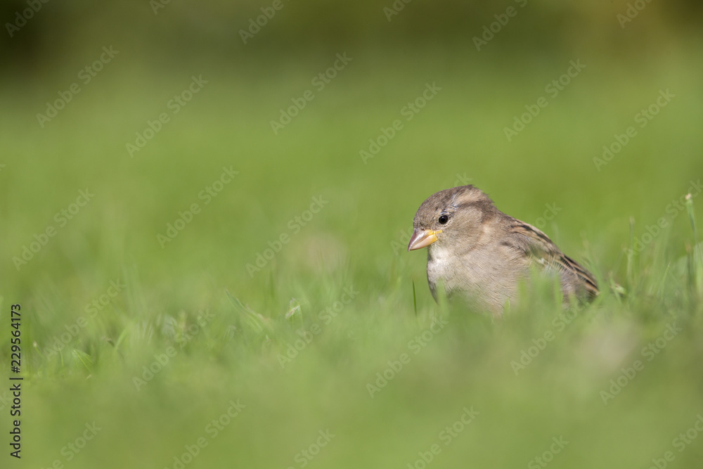 Fototapeta premium A female House sparrow (Passer domesticus) foraging in the grass in a garden on Helgoland. with in the fore and background green grass and flowers.