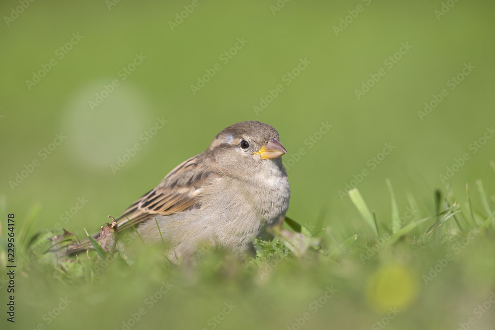 Fototapeta premium A female House sparrow (Passer domesticus) foraging in the grass in a garden on Helgoland. with in the fore and background green grass and flowers.
