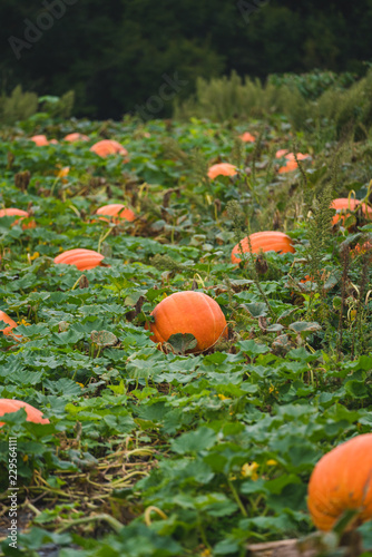 Pumpkins On Grass