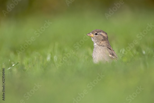 A female House sparrow (Passer domesticus) foraging in the grass in a garden on Helgoland. with in the fore and background green grass and flowers.