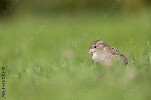 A female House sparrow (Passer domesticus) foraging in the grass in a garden on Helgoland. with in the fore and background green grass and flowers.