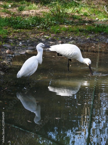 Aigrette garzette et spatule au parc animalier de Sainte Croix à Rhodes en Moselle. France photo