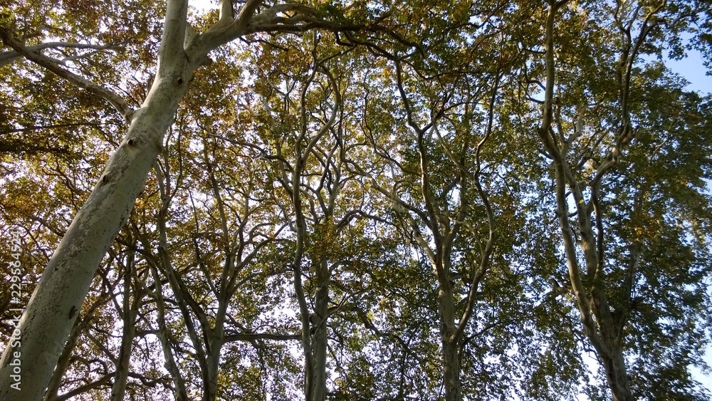 Fototapeta premium Arbres remarquables au chateau de Courcelles sur Vesles dans l'Aisne. France