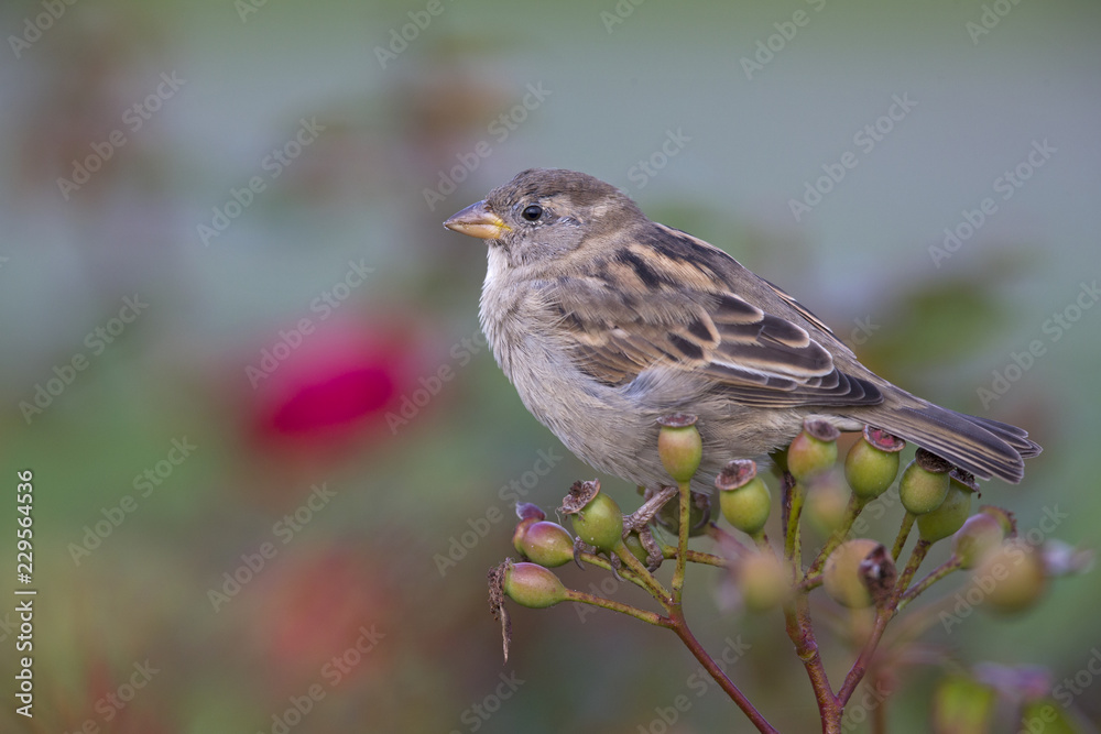 A female House sparrow (Passer domesticus) perched on a branch of a rose hip bush. Behind the bird a beautiful green background.