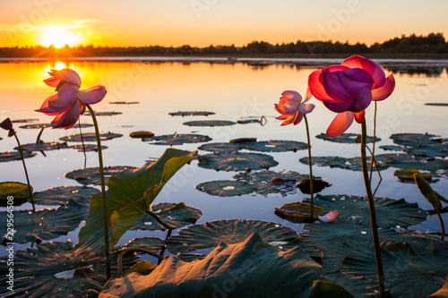 Lotus flowers at sunset