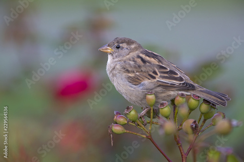 A female House sparrow (Passer domesticus) perched on a branch of a rose hip bush. Behind the bird a beautiful green background.