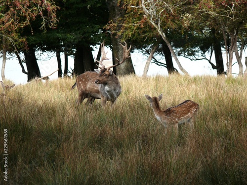 Daim et faon dans les hautes herbes au parc animalier de Sainte Croix à Rhodes en Moselle. France photo