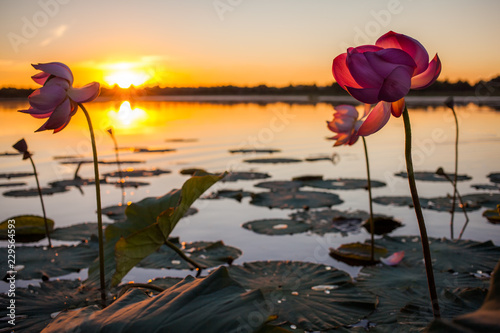 Fototapeta Naklejka Na Ścianę i Meble -  Lotus flowers at sunset