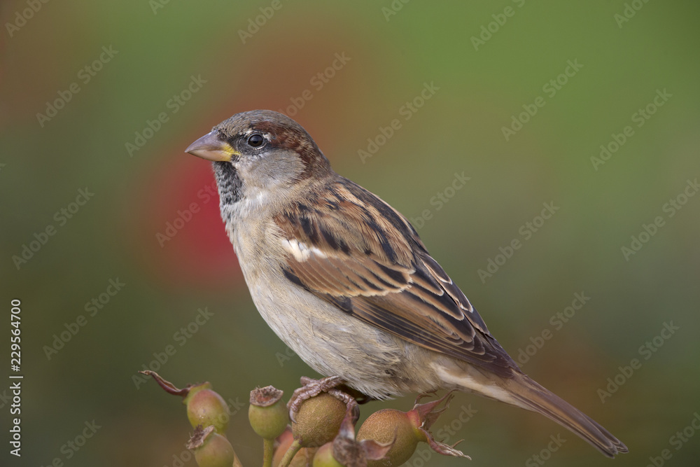 A male House sparrow (Passer domesticus) perched on a branch of a rose hip bush. Behind the bird a beautiful green background. A male House sparrow (Passer domesticus) perched on a branch of a rose hip bush. Behind the bird a beautiful green background.
