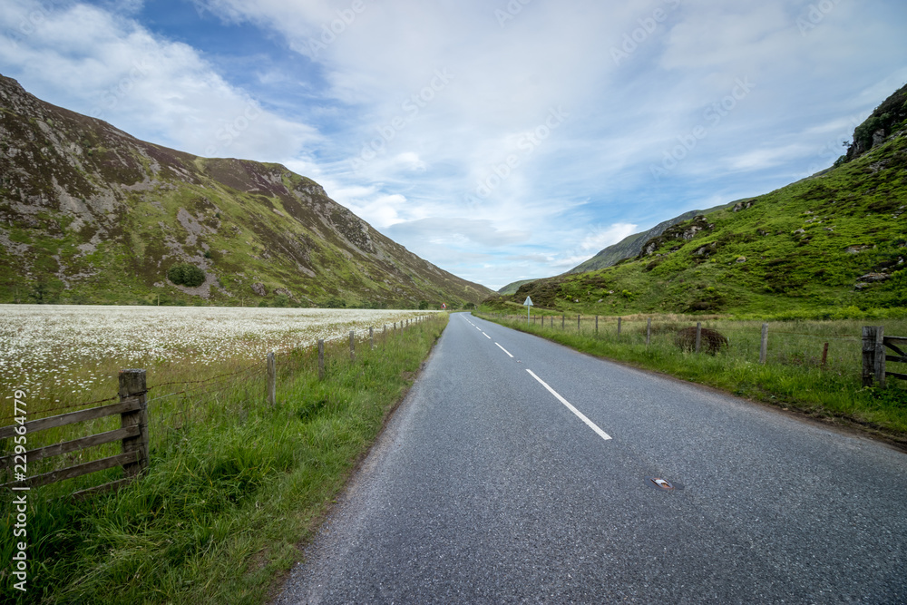 Fototapeta premium ruta entre montañas y campos de flores silvestres