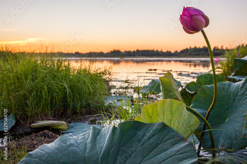 Fototapeta Naklejka Na Ścianę i Meble -  Lotus flower on a lake at sunset