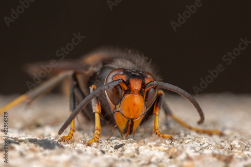Assian wasp Vespa velutina