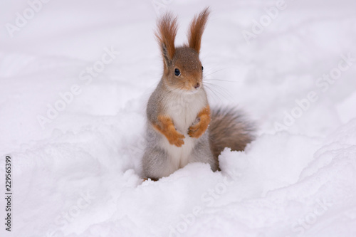 winter squirrel