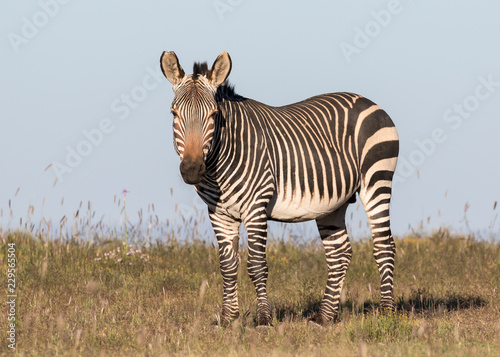Mountain zebra standing