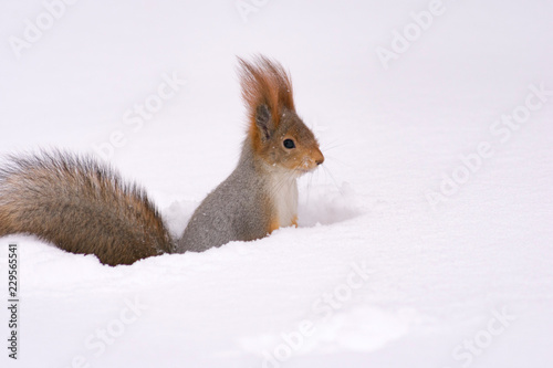 winter squirrel