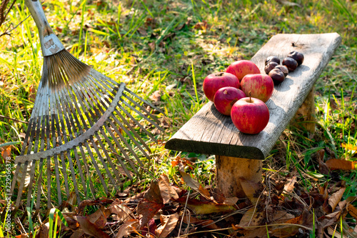 Grabienie liści i zbiór jabłek. Jesienna kompozycja.