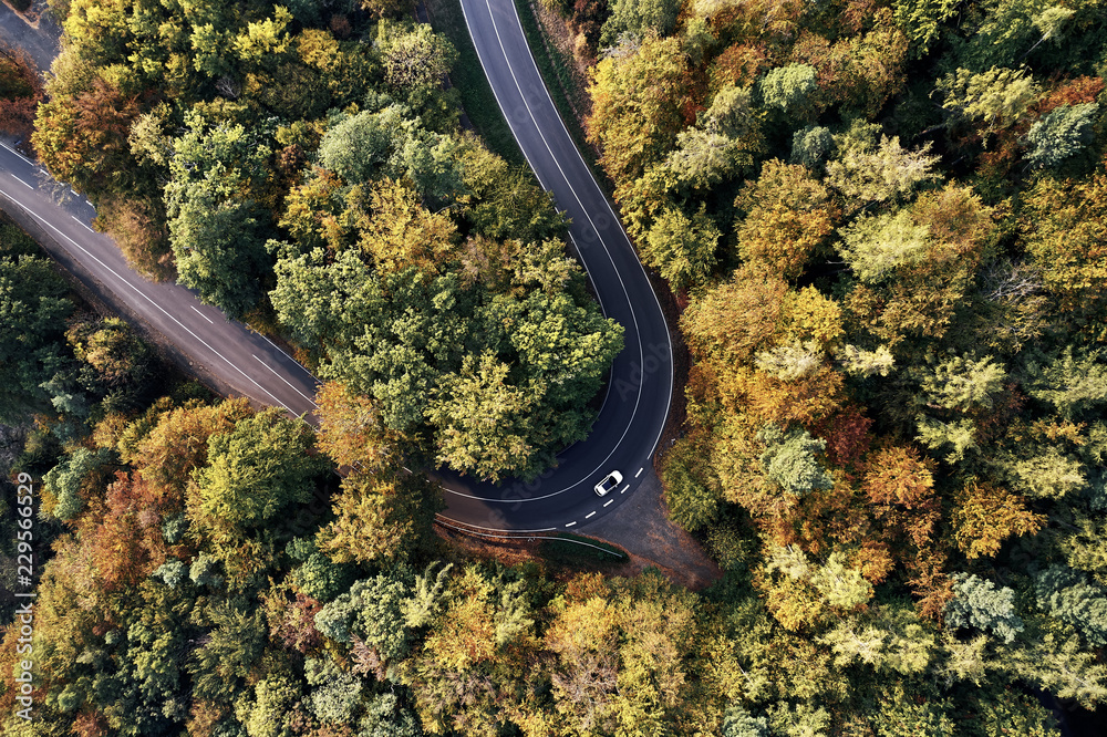 curved street between autumn forest aerial drone view from above, dji