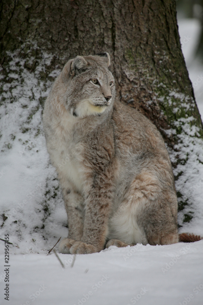Naklejka premium Eurasische Luchs oder Nordluchs (Lynx lynx) im Wald