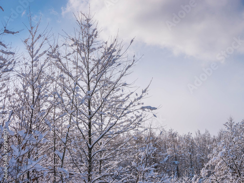Wallpaper Mural 晴れた日のスキー場 / 北海道 札幌市のスキー場 Torontodigital.ca