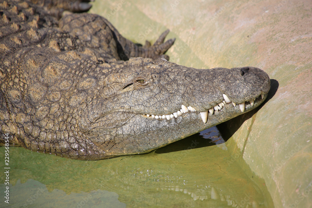 Fototapeta premium Nilkrokodil (Crocodylus niloticus) Kopf