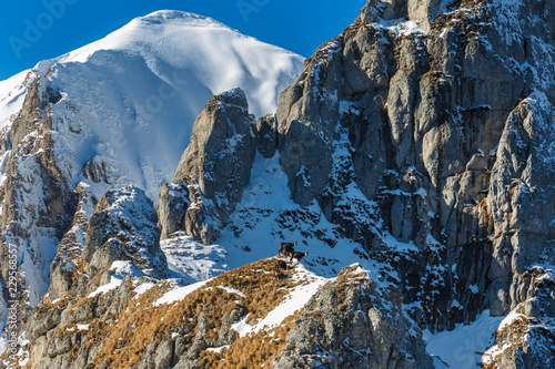 Chamois on a mountain ridge of Bucegi Mountains in winter, with high rocky cliffs in background