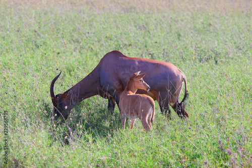 Cloven-hoofed animals of Savannah / Even-toed ungulates of the African Savannah -  cow Antelope photo