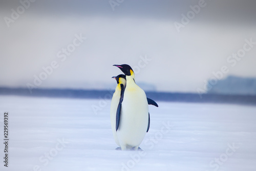 Emperor penguins in the weddel sea. Seen close to the most northern colony of emperor penguins in Antarctica  Snow Hill.