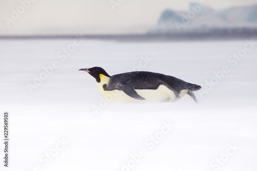 Emperor penguins in the weddel sea. Seen close to the most northern colony of emperor penguins in Antarctica  Snow Hill.