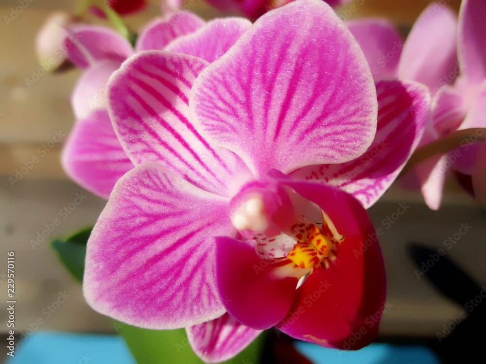 Macrophotographie d'une fleur d'Orchidée papillon (Phalaenopsis) rose magenta. Macrophotographie d'une fleur d'Orchidée papillon (Phalaenopsis) rose magenta.