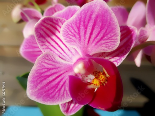 Macrophotographie d'une fleur d'Orchidée papillon (Phalaenopsis) rose magenta. 