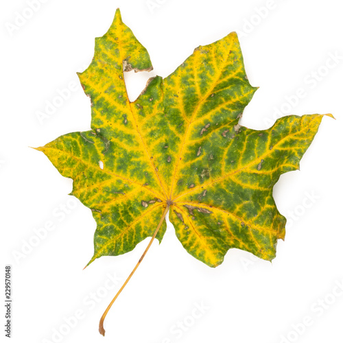 maple autumn leaf bright on white background