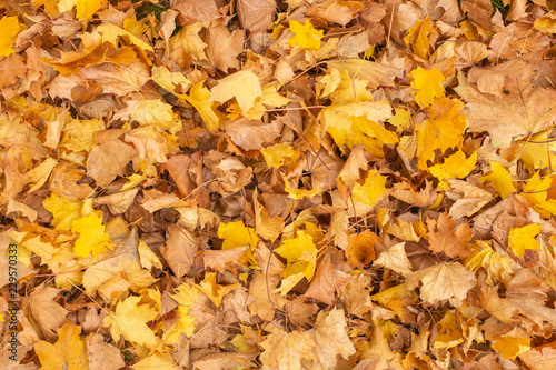 Autumn leaves background,