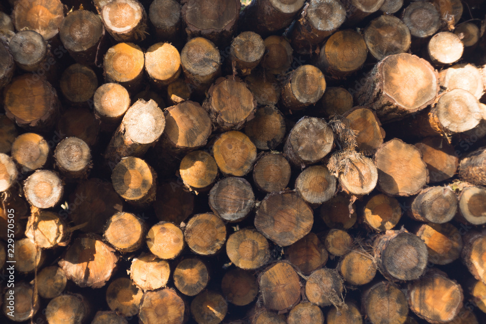 Fototapeta premium texture of sawn tree trunks, pine, deforestation