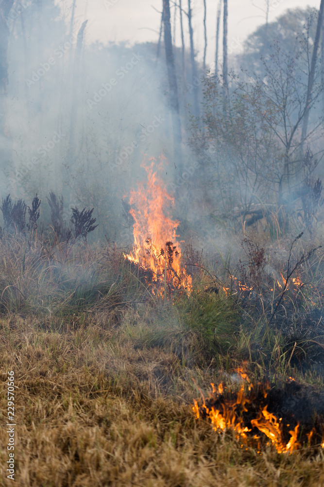 Fire at the Swamp