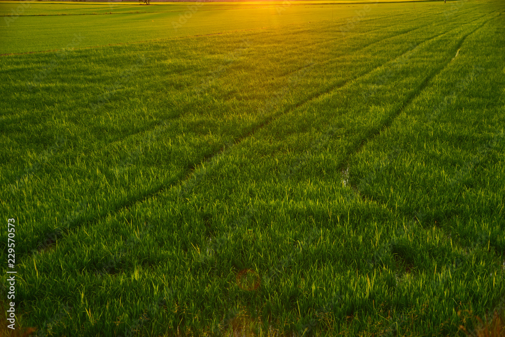 Obraz premium rice fields natural background texture