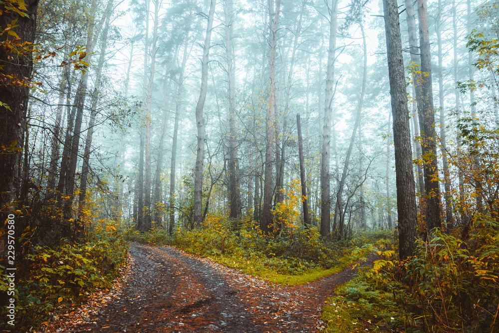 Fototapeta premium Beautiful forest with different trees