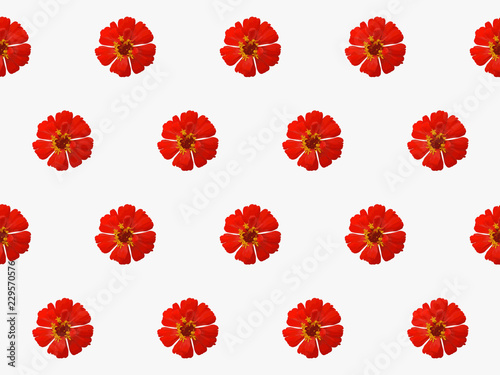 pattern red flower zinnia violacea seamless abstract nature background