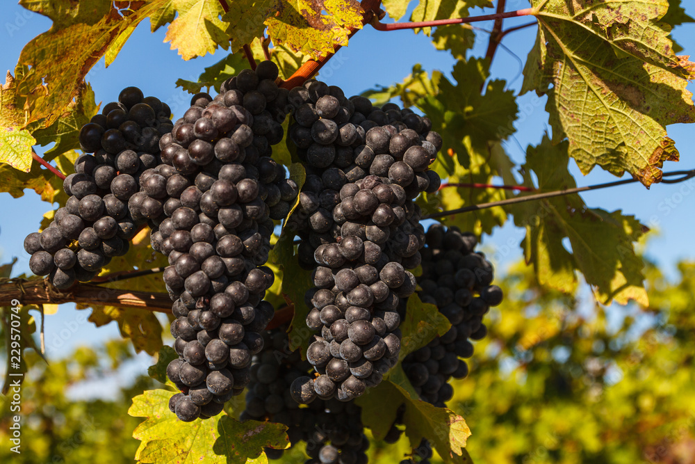 Red grapes ready to be harvested at a vineyard in southwestern Ukraine.