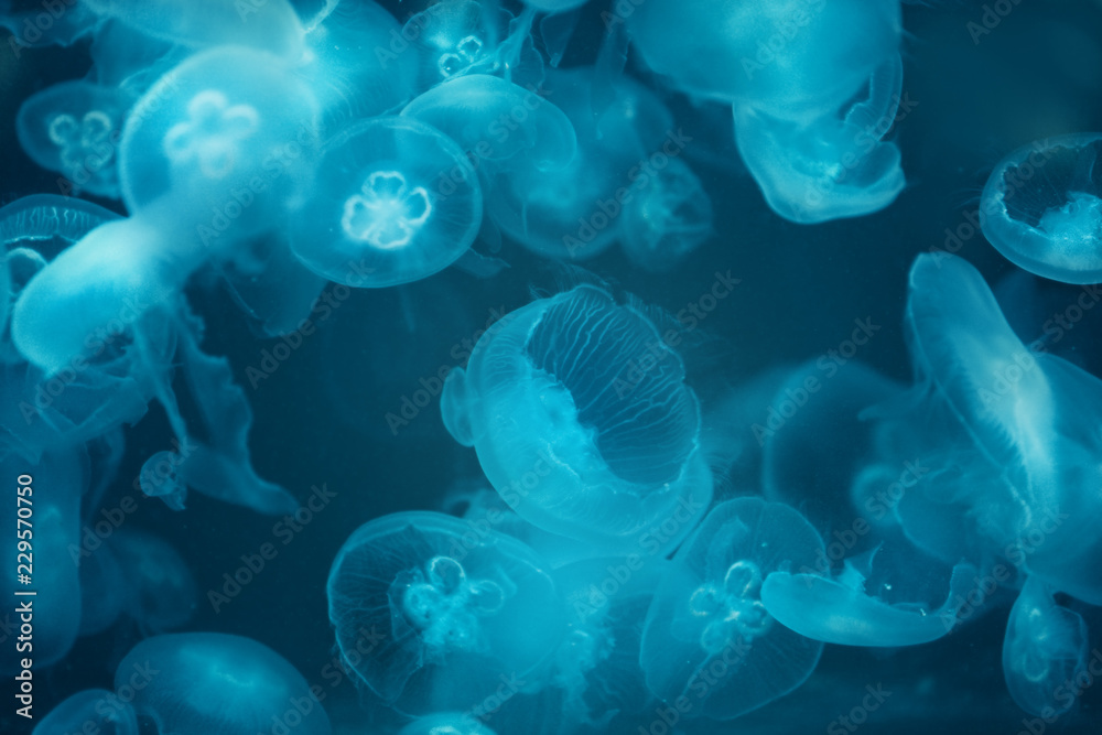 Group of Jellyfish Group of Jellyfish