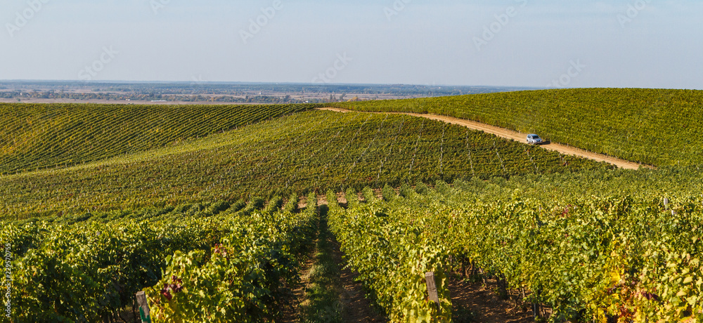 Landscape of colorful vineyard on a beautiful autumn day in southwestern Ukraine.