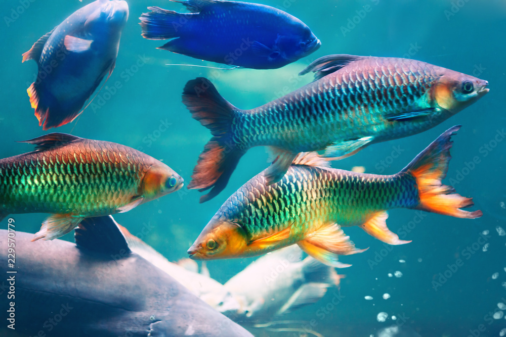 Fishes.Underwater world Fishes.Underwater world