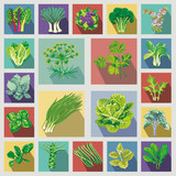 flat icons square vegetables