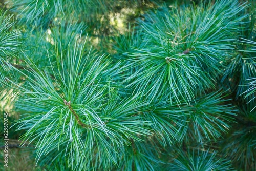 Taiga  green spruce.
