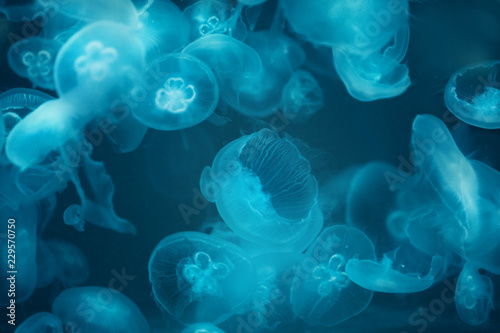 Group of Jellyfish © Andrii Muzyka