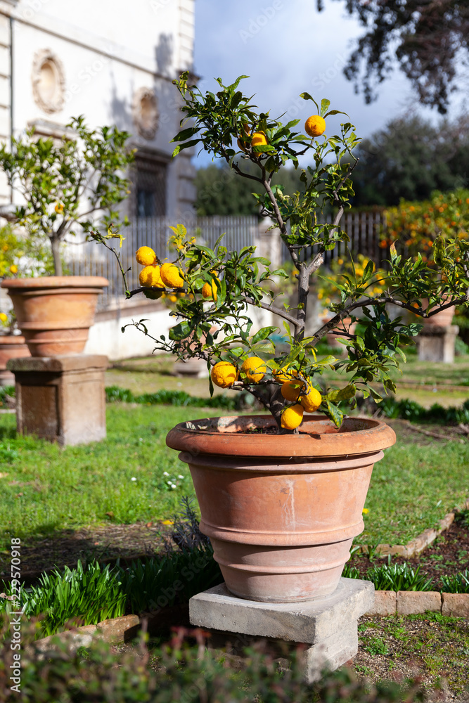 Potted small lemon trees are in public park